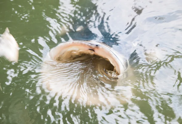Carpa gigante alimentándose en la superficie del agua — Foto de Stock