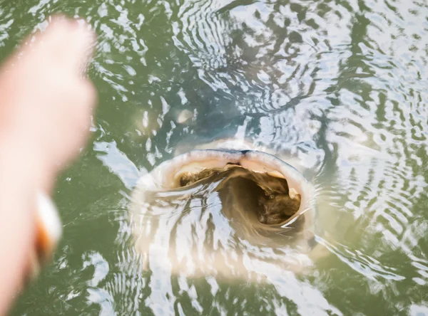 Giant carp feeding at surface of the water — Stock Photo, Image