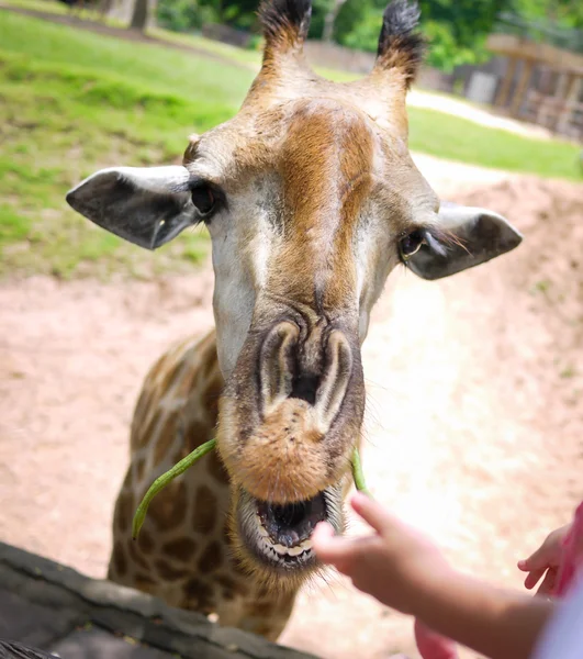 Girafe mâcher de la nourriture — Photo