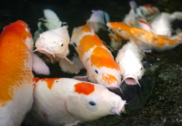 Carp (Koi) fishes in the pond — Stock Photo, Image