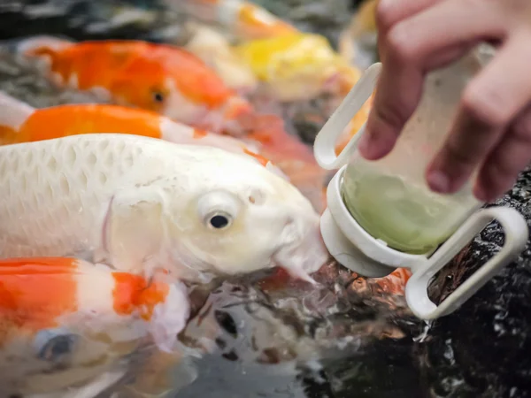 Alimentação de peixes de carpa (Koi) — Fotografia de Stock