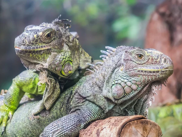 Iguanas — Fotografia de Stock