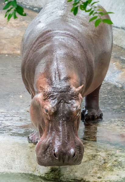 Hippopotamus — Stock Photo, Image