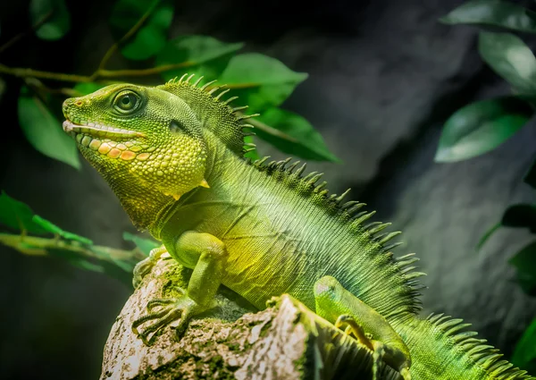 Green lizard — Stock Photo, Image