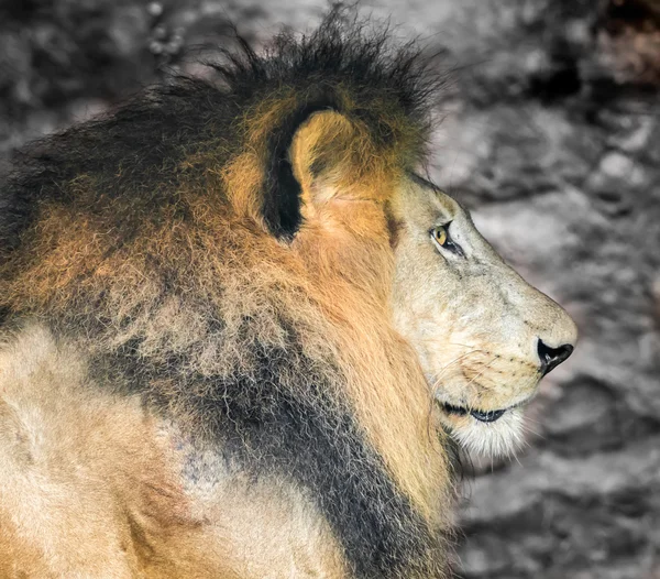 Old Lion, Side View — Stock Photo, Image