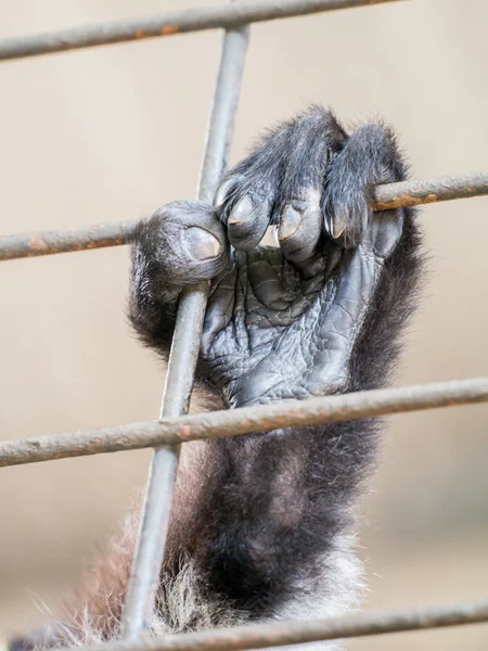 Wild animal's hand jailed behind the fence — Stock Photo, Image