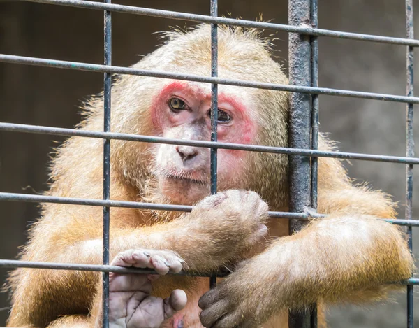 Trauriger Affe hinter dem Zaun eingesperrt — Stockfoto