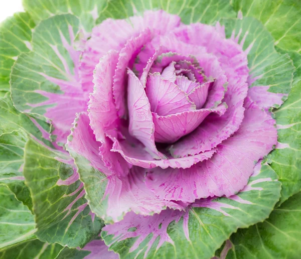 Purple decorative cabbage — Stock Photo, Image