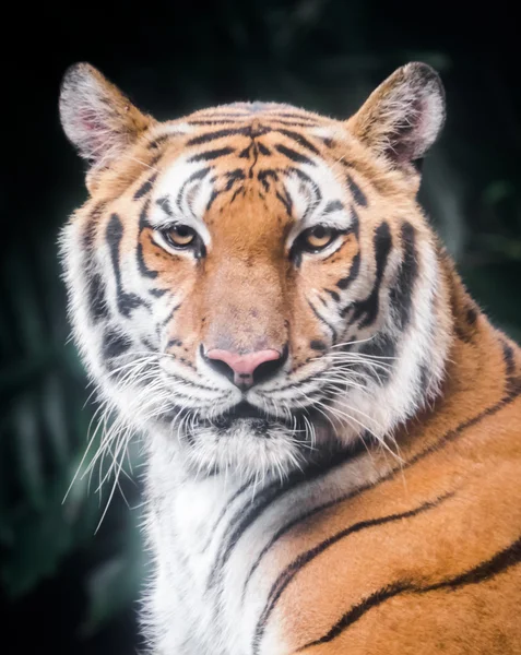 Portrait of tiger — Stock Photo, Image