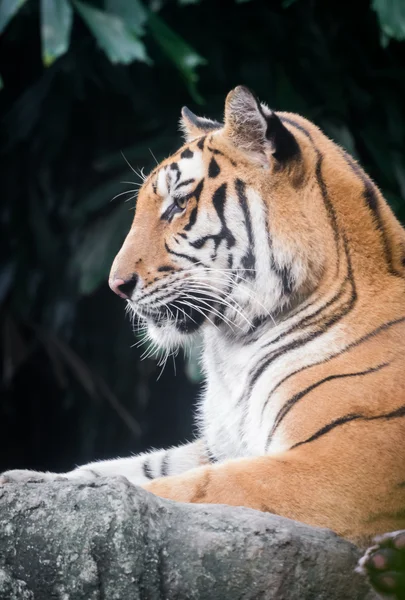 Tigre guarda a sinistra — Foto Stock
