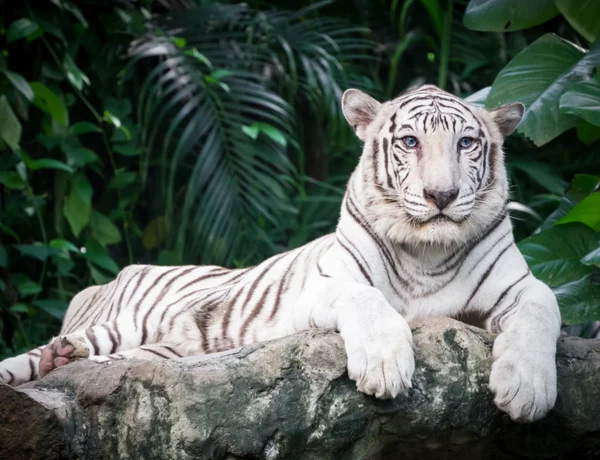 Bengálský tygr bílý — Stock fotografie