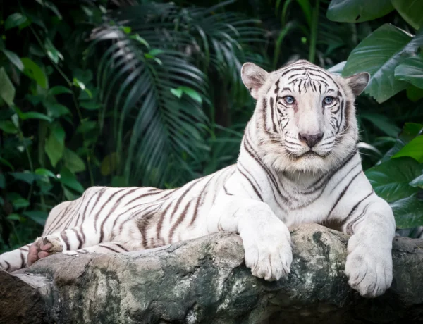 Weißer bengalischer Tiger — Stockfoto