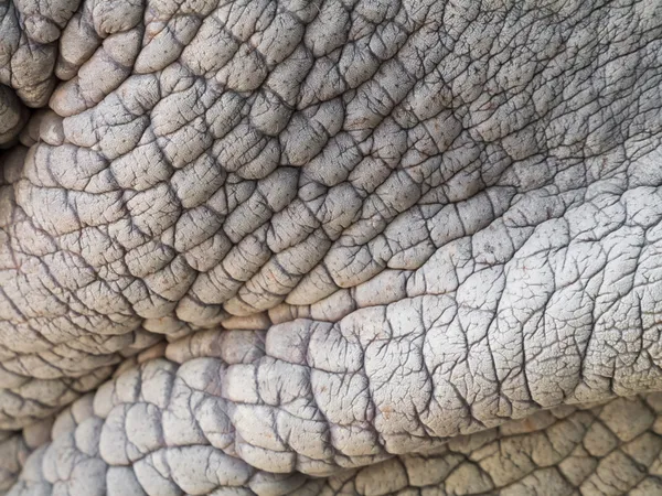 Rhino skin — Stock Photo, Image