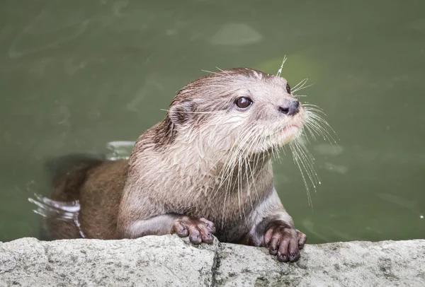 Oriental small-clawed otter — Stock Photo, Image
