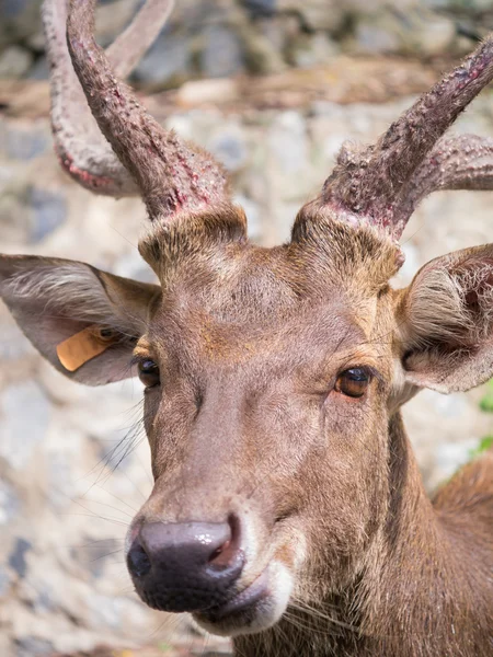 Porträtt av en brun hjort — Stockfoto