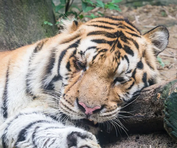 Tigre arrabbiata — Foto Stock