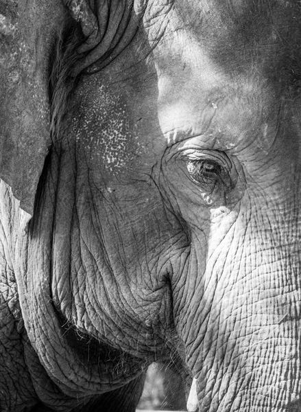 Elefantens öga — Stockfoto