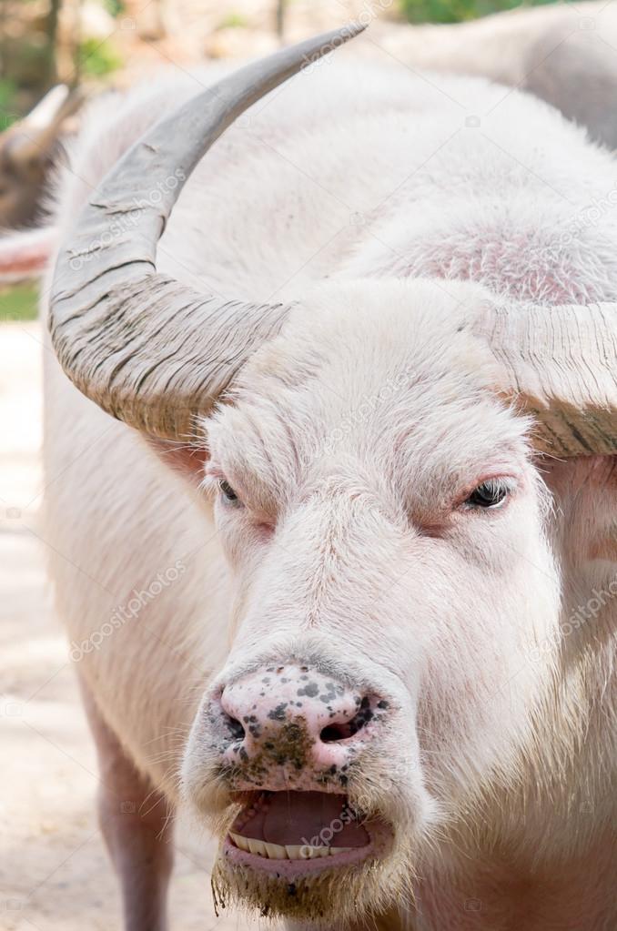 teori censur Tegn et billede Angry albino water buffalo Stock Photo by ©chat9780 45191653