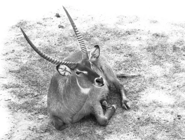 Gazelle sitting on the ground — Stock Photo, Image