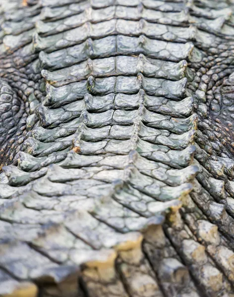 Crocodile skin — Stock Photo, Image