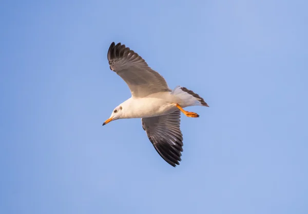 Gaviota voladora — Foto de Stock