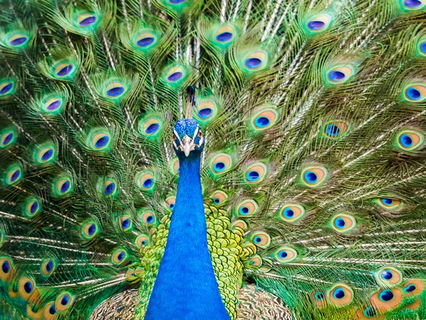 Pavo real mostrando sus hermosas plumas — Foto de Stock