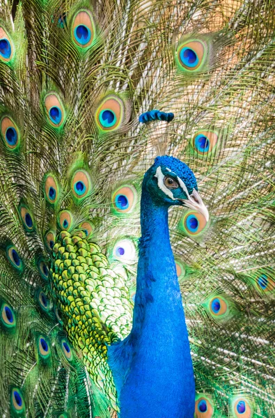 Pavo real mostrando sus hermosas plumas — Foto de Stock