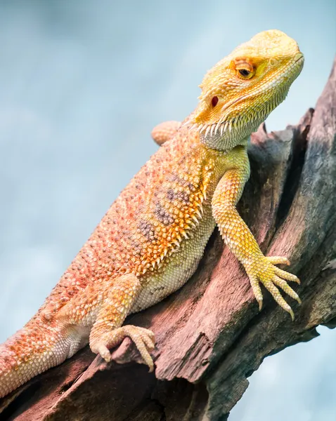 Yellow bearded dragon — Stock Photo, Image