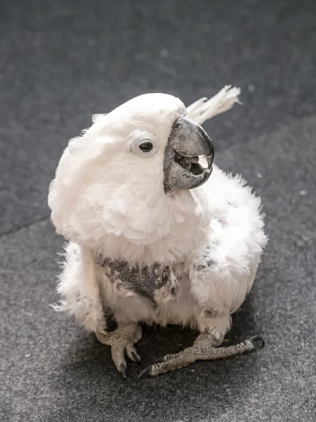 Pobre cacatua — Fotografia de Stock