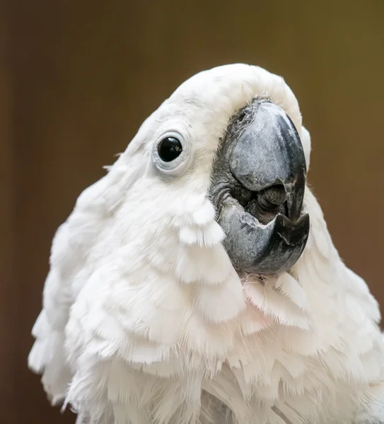 Porträt eines Kakadus — Stockfoto