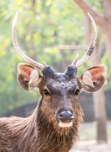 Portrait de cerf — Photo