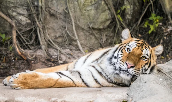 Tiger laid down looking at you — Stock Photo, Image