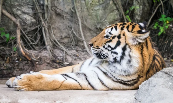 Tiger asleep — Stock Photo, Image