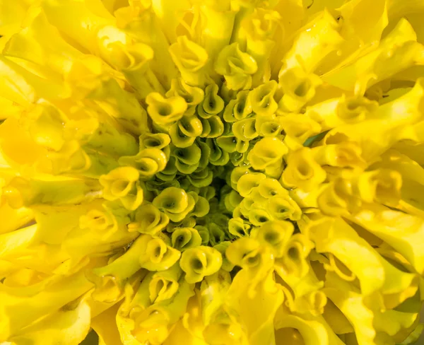 Flor de caléndula — Foto de Stock