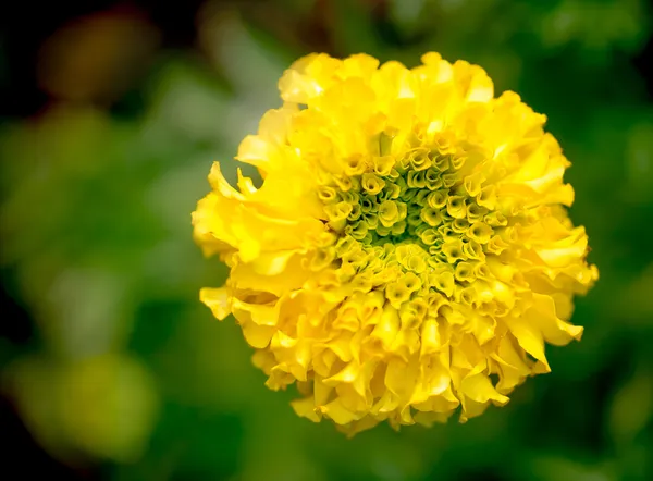 Calendula fiore — Foto Stock