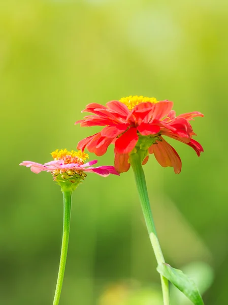 Due fiori isolati su sfondo verde morbido — Foto Stock