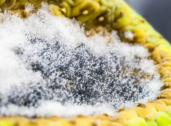 Mucegai de pâine în creștere în celule de fructe coapte — Fotografie, imagine de stoc