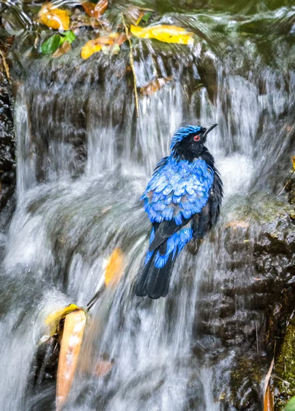 Pájaro tomando un baño en la cascada —  Fotos de Stock