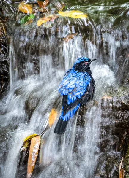 Pájaro tomando un baño en la cascada —  Fotos de Stock