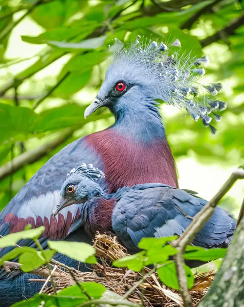Pigeon couronné Victoria et bébé oiseau dans le nid — Photo