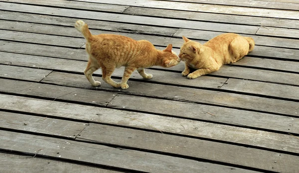 Ginger cat kissing — Stock Photo, Image