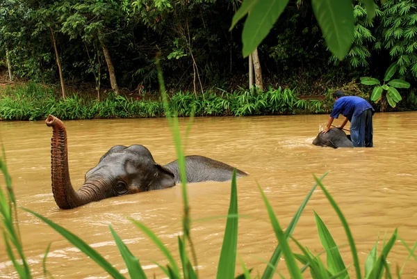 Thailändischer Elefant — Stockfoto