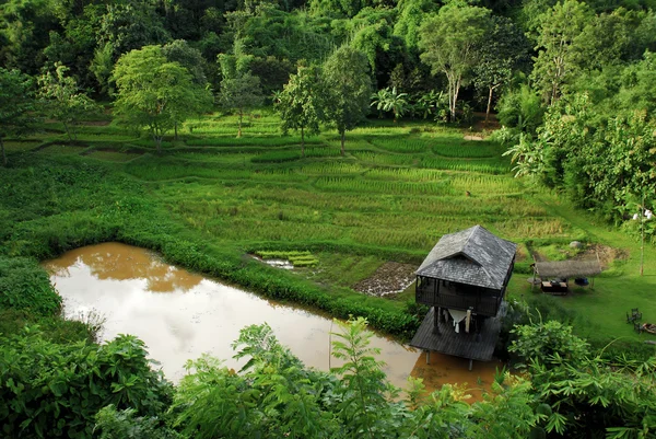 Campos de arroz — Fotografia de Stock