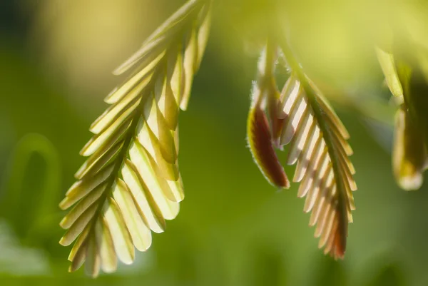 Hoja verde creciendo — Foto de Stock