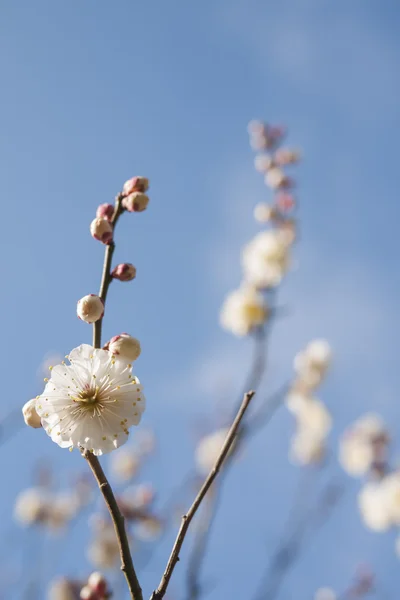 Vit plum blossom — Stockfoto