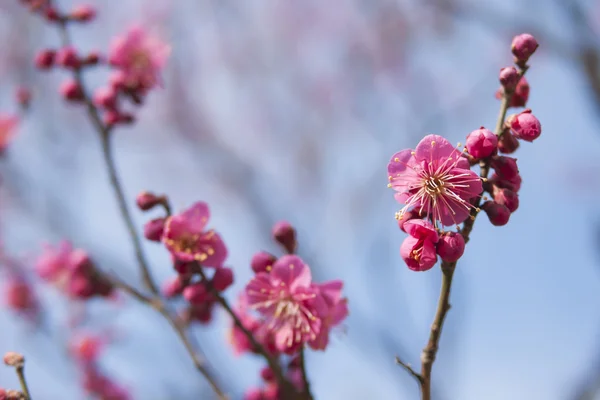 Pink plum blossom — Stock Photo, Image