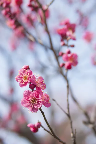 Flor de ciruelo rosa —  Fotos de Stock