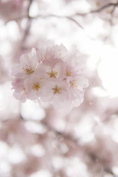 Cherry blossom flowers — Stock Photo, Image