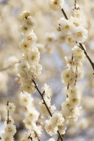 White plum blossom — Stock Photo, Image