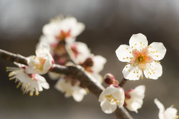 White plum blossom — Stock Photo, Image